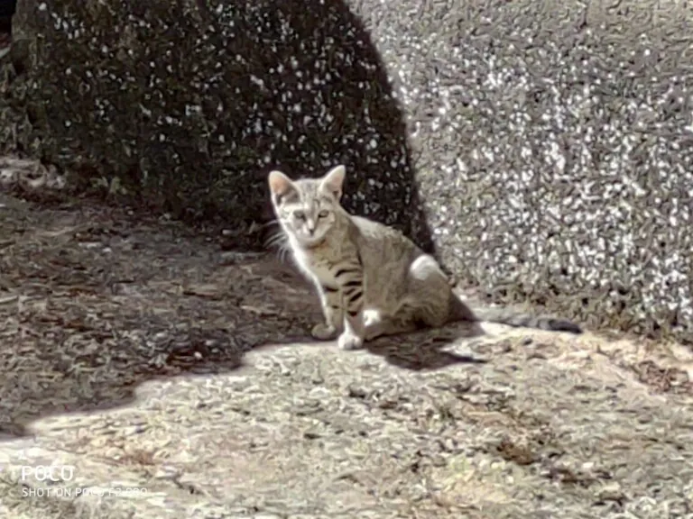 Asociacion Valladolid Felina3 768x576