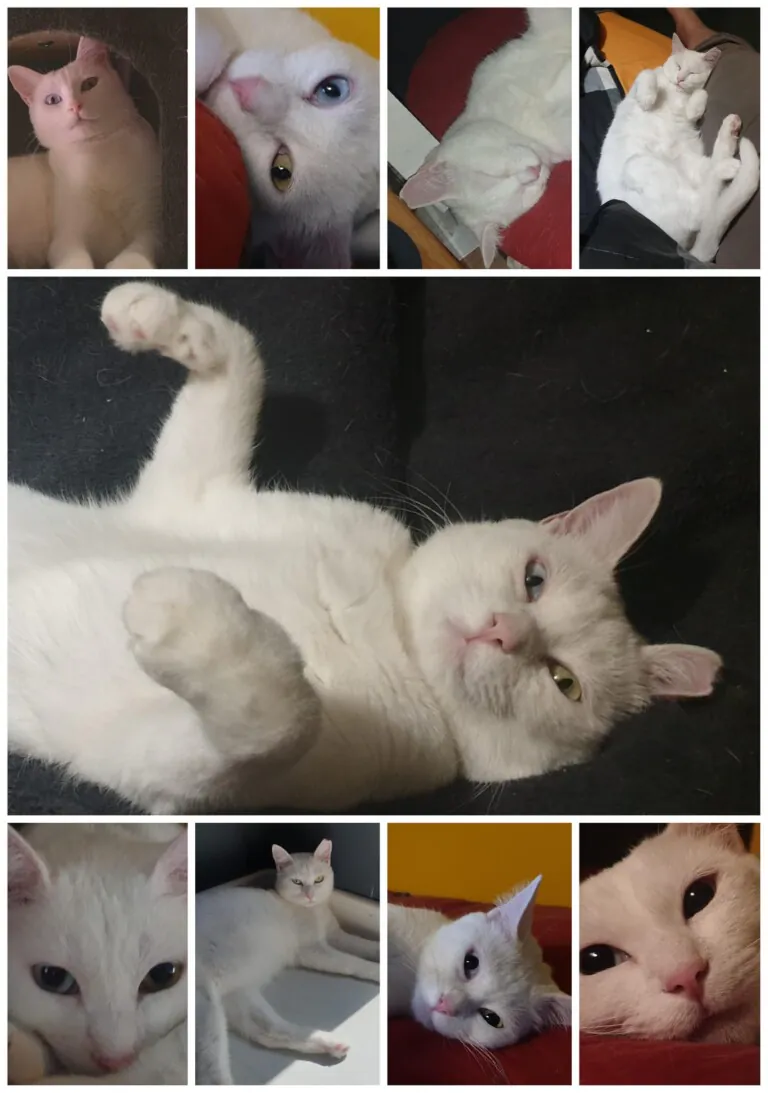 Asociacion Valladolid Felina4 768x1093