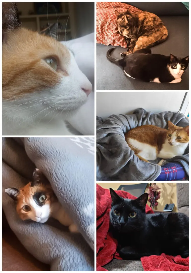 Asociacion Valladolid Felina5 768x1093