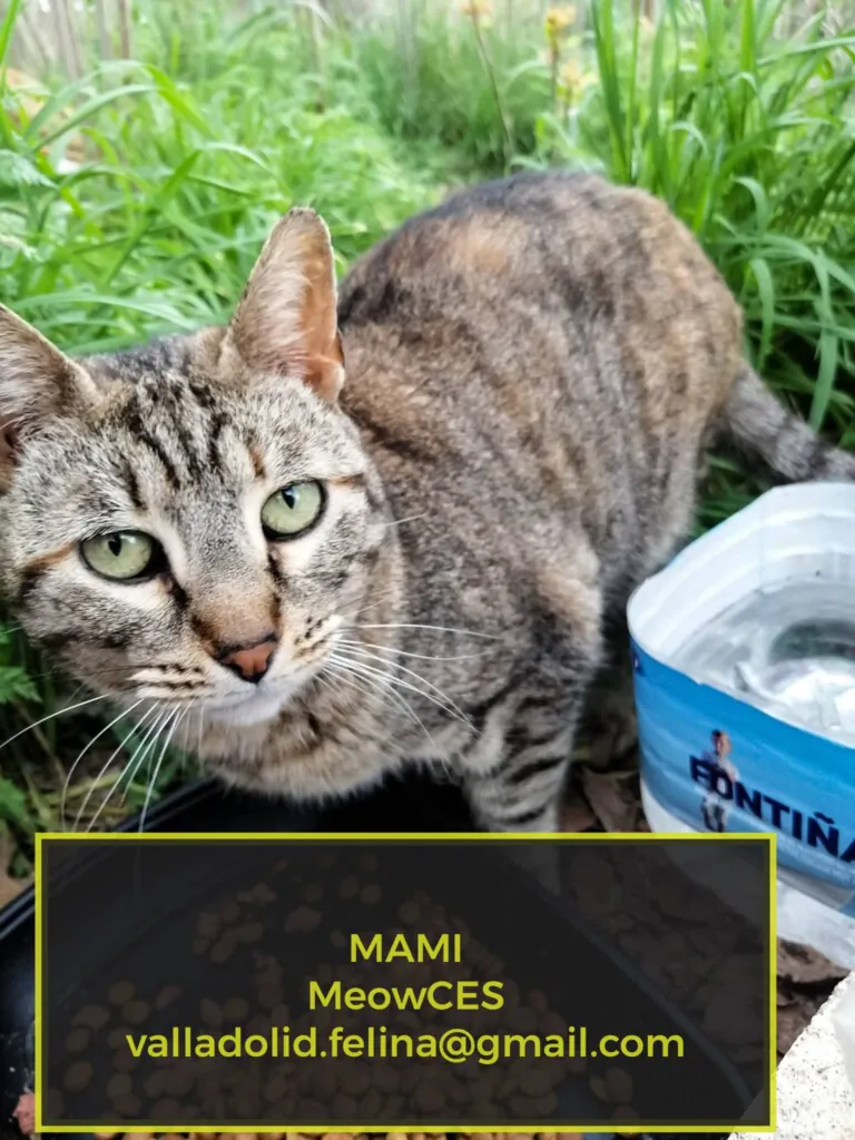 Asociacion Valladolid Felina6 768x1024