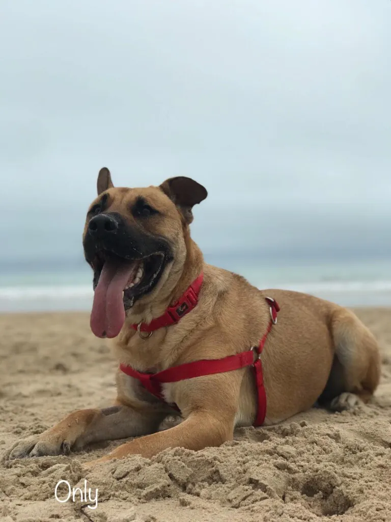 Asociacion protectora UNO1 768x1024