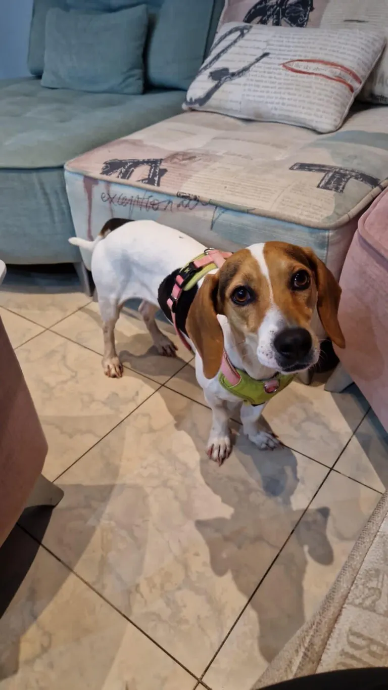 Asociacion protectora UNO2 768x1365