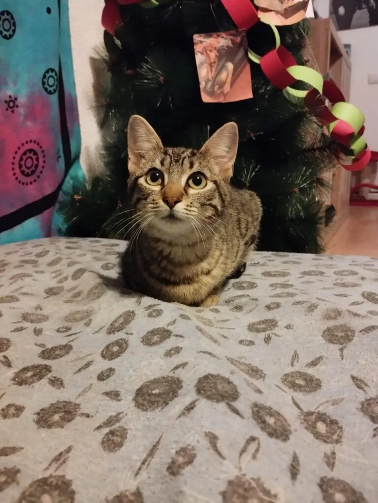 Asociacion protectora UNO3 1 768x1020