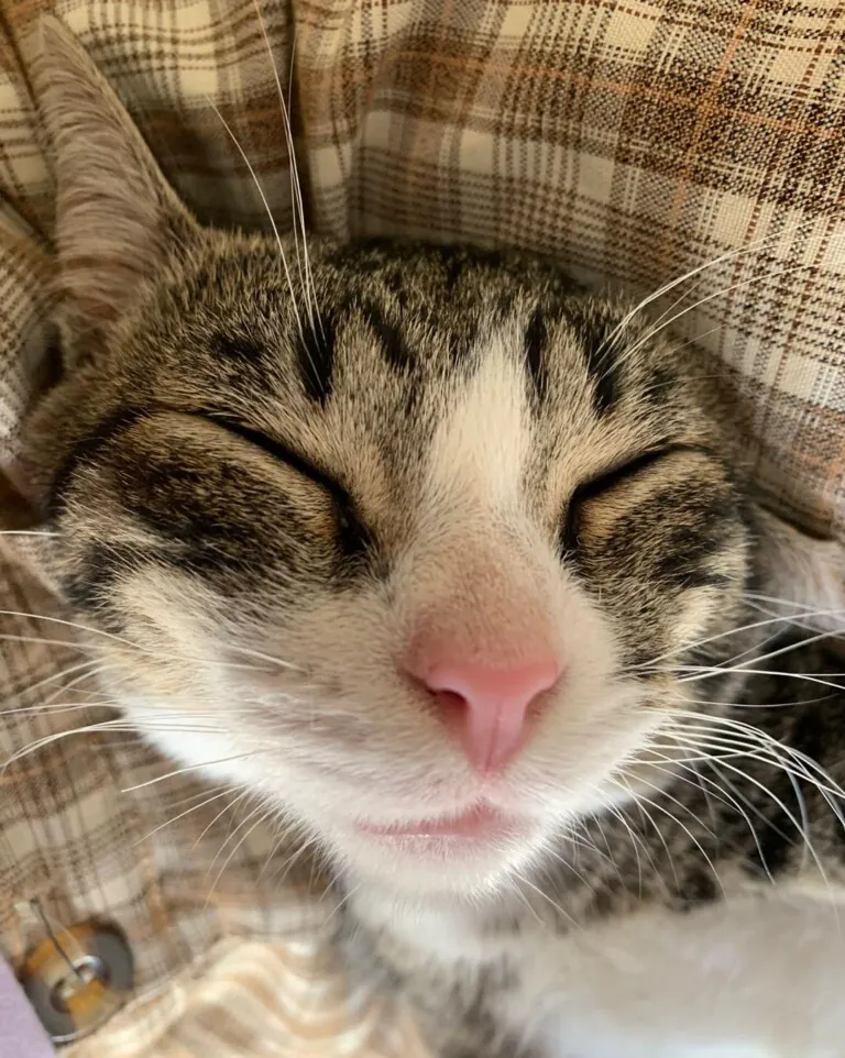 Asociacion protectora UNO4 768x962