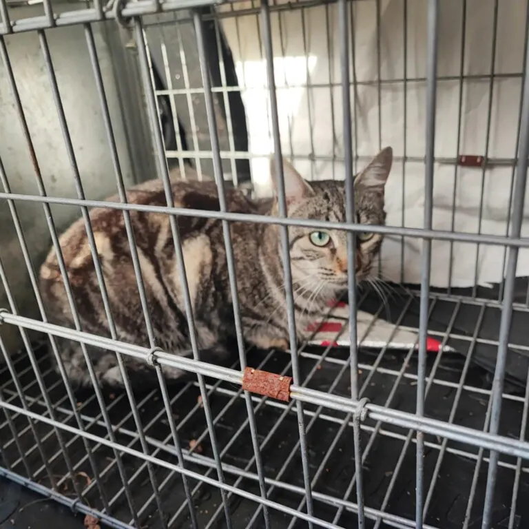 Asociacion protectora UNO5 768x768