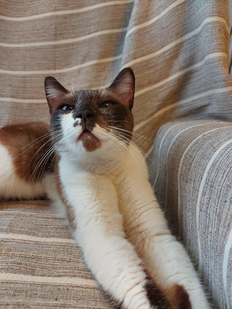 Asociacion protectora UNO6 768x1024