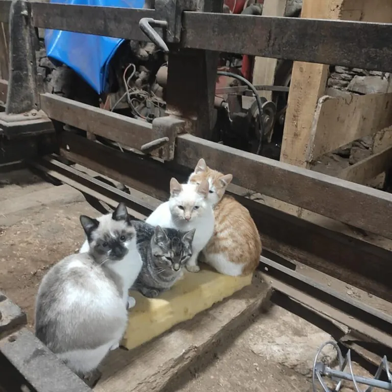 Ayra Bizkaia2 768x768