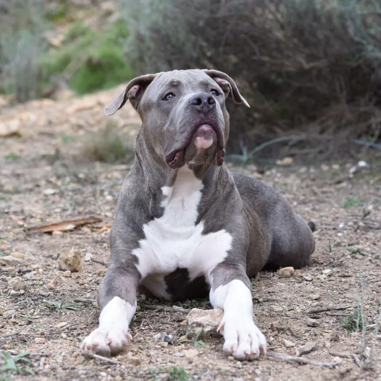 Ayuda Animal Protectora Murcia1 768x768