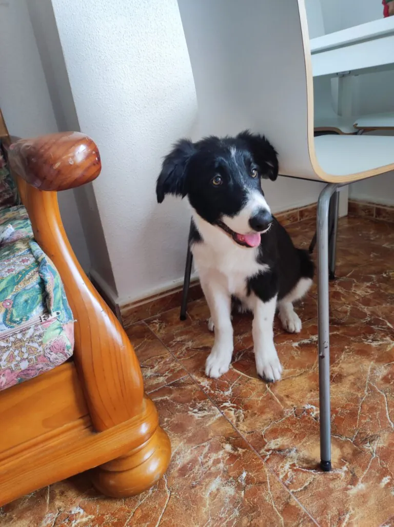 Ayuda Animal Protectora Murcia2 768x1027