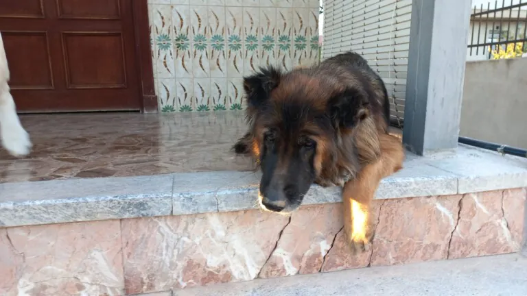 Ayuda Animal Protectora Murcia3 768x432