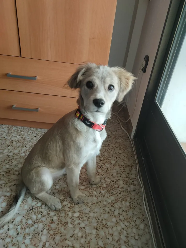 Ayuda Animal Protectora Murcia4 768x1024