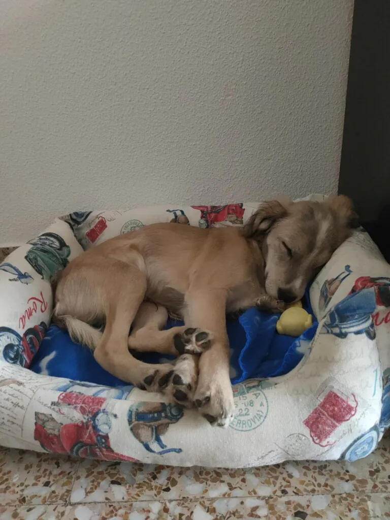 Ayuda Animal Protectora Murcia5 768x1024