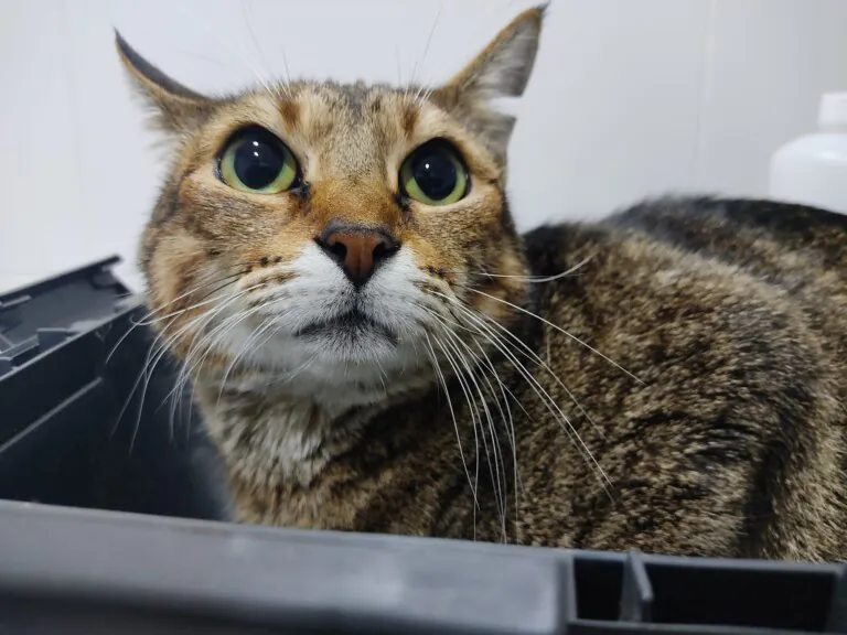 Ayuda Animal Protectora Murcia6 768x576