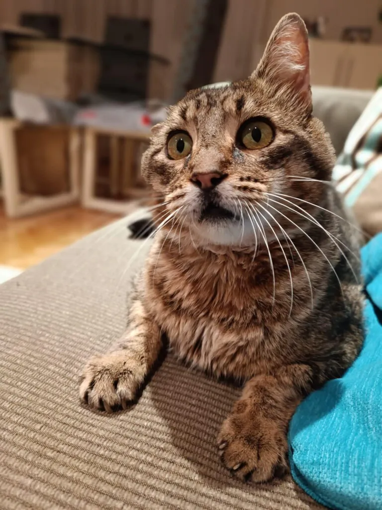 Bonamiko A.P.A1 768x1024