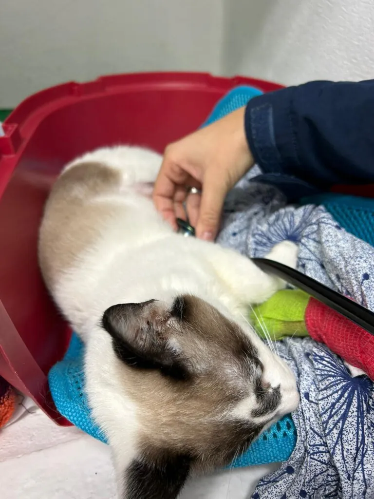 Bonamiko A.P.A2 768x1024