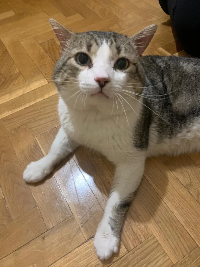 Bonamiko A.P.A4 768x1024