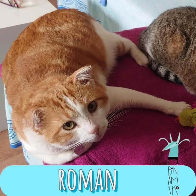 Bonamiko A.P.A5 768x768