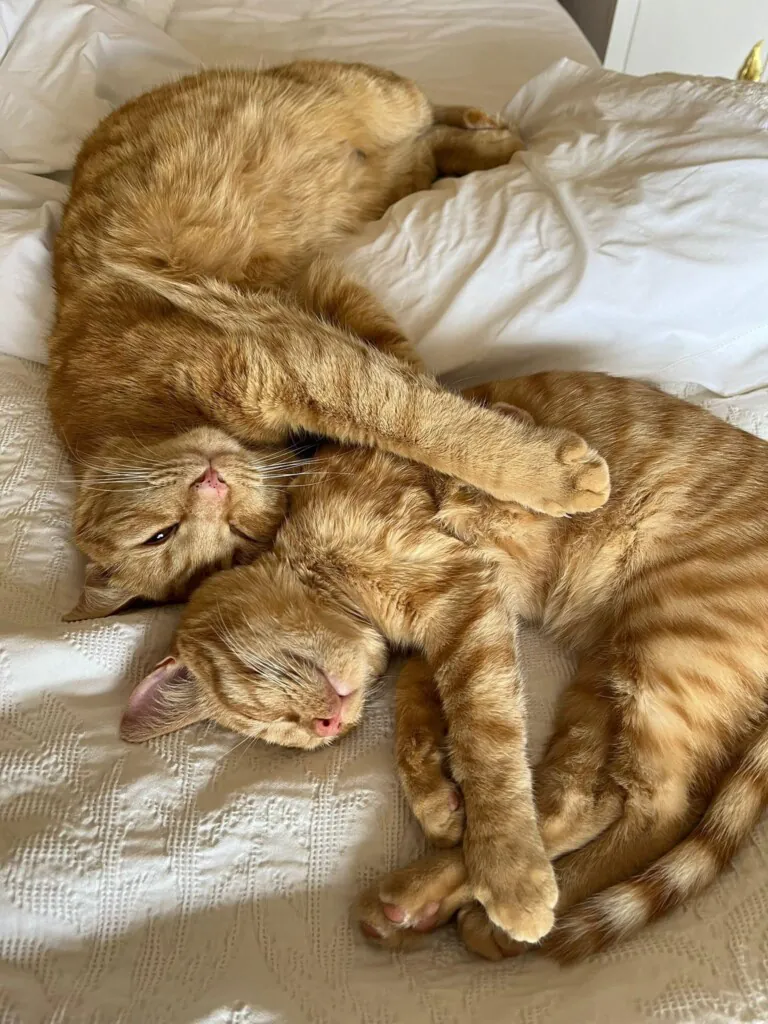 Bonamiko A.P.A6 768x1024