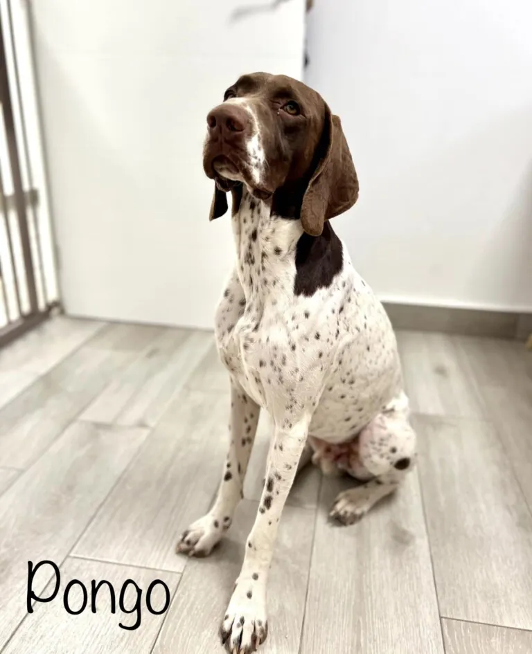 Brigada Animalista1 768x945