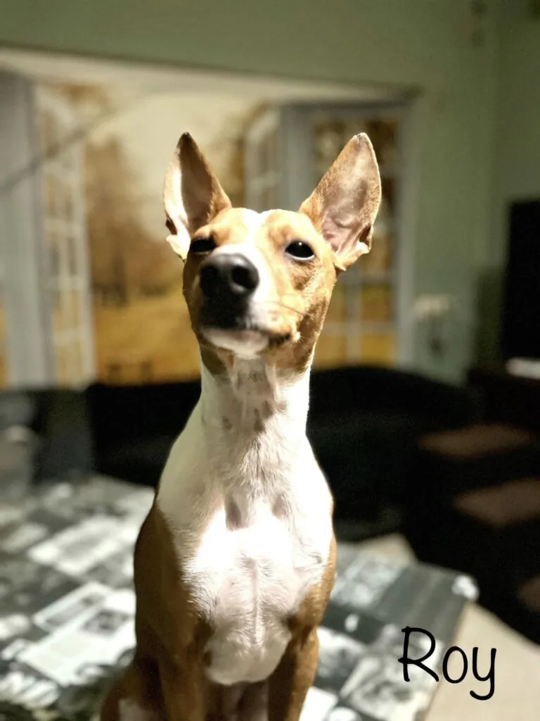 Brigada Animalista2 768x1024