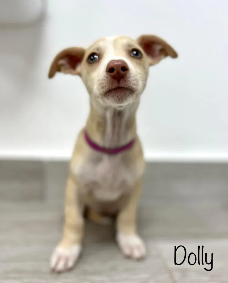 Brigada Animalista3 768x952