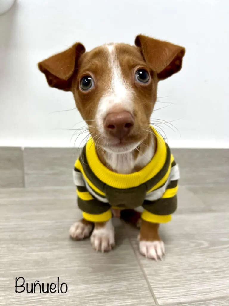 Brigada Animalista4 768x1024