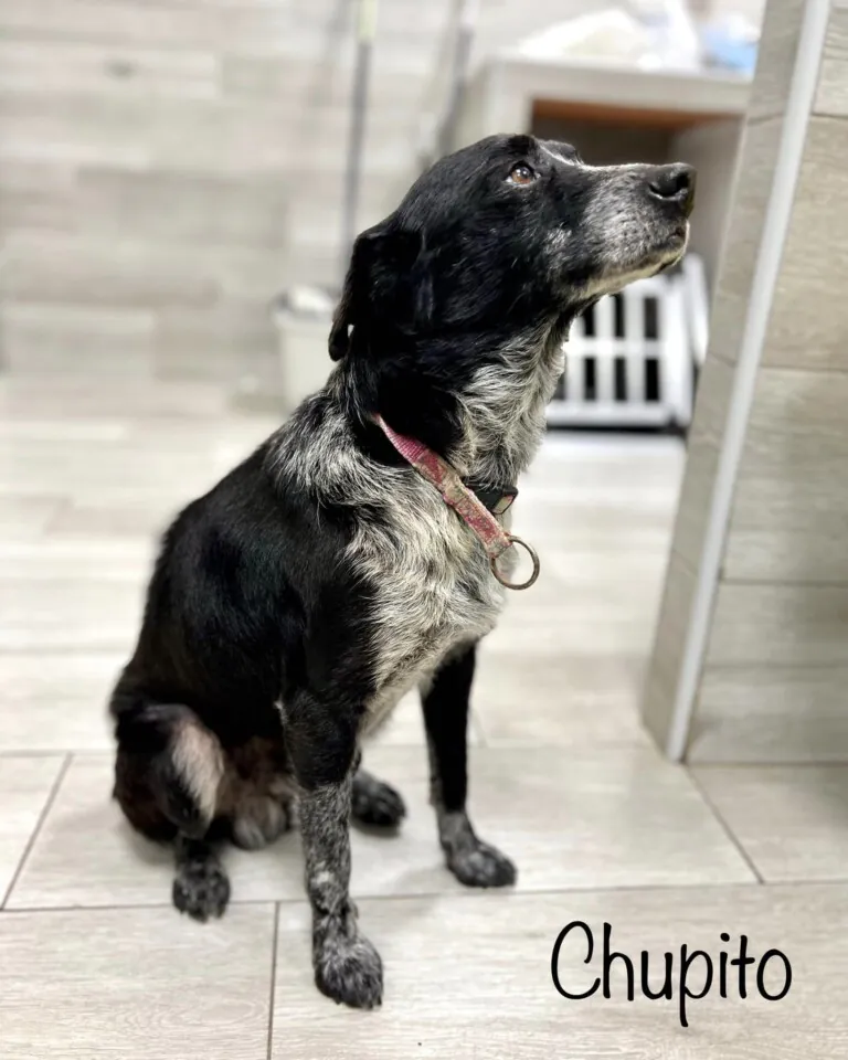 Brigada Animalista5 768x960