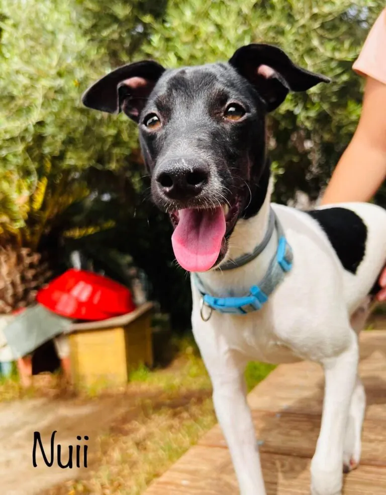 Brigada Animalista6 768x983