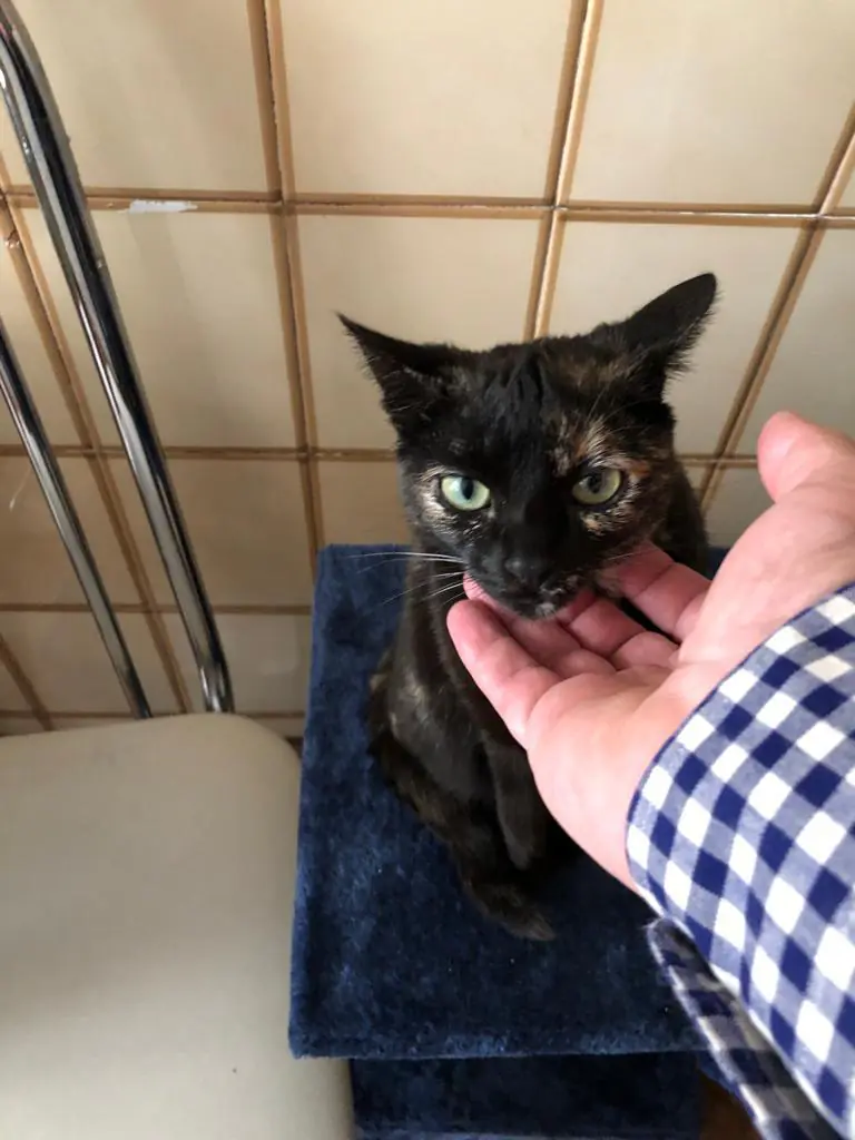 CES Arroyo Valladolid1