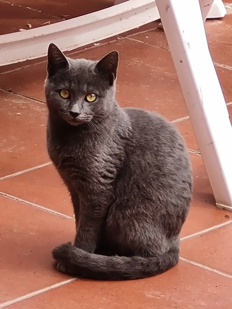 CES Arroyo Valladolid2 768x1024