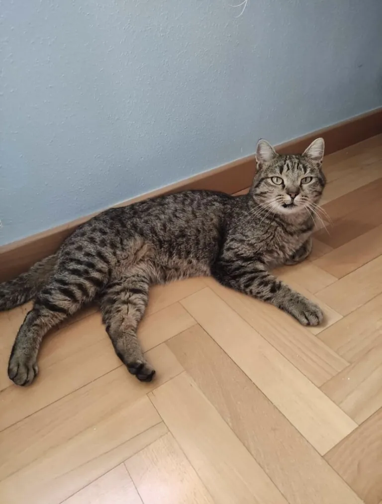 CES Arroyo Valladolid3 768x1014