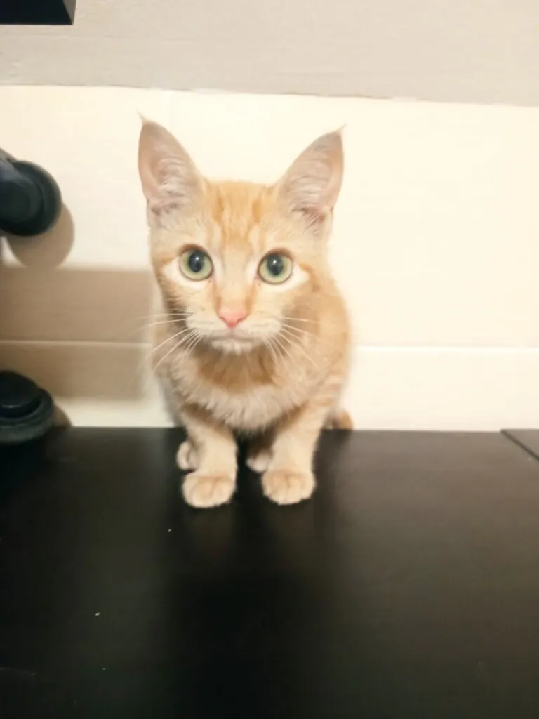 CES Arroyo Valladolid4 768x1024