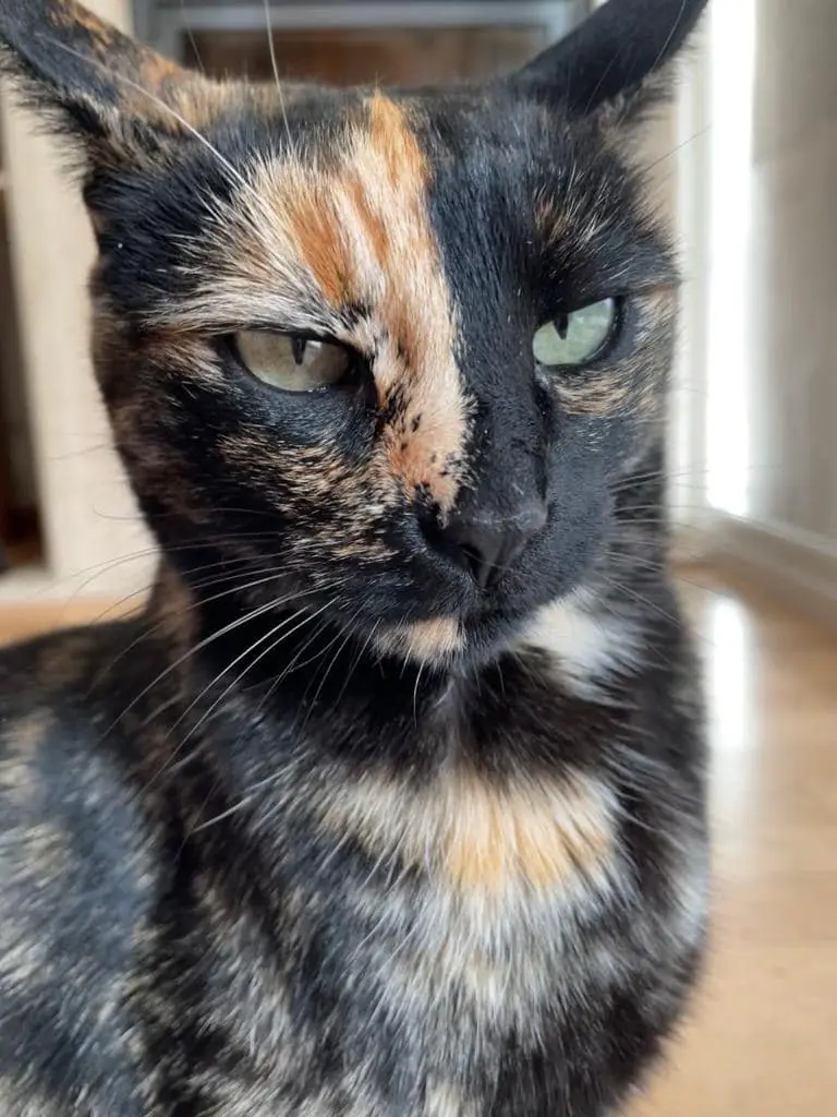 CES Arroyo Valladolid5