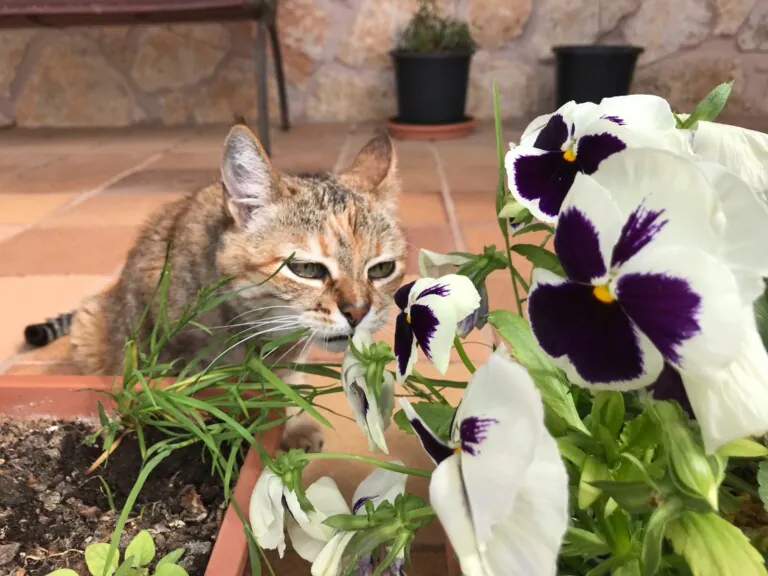 CES Arroyo Valladolid6 768x576