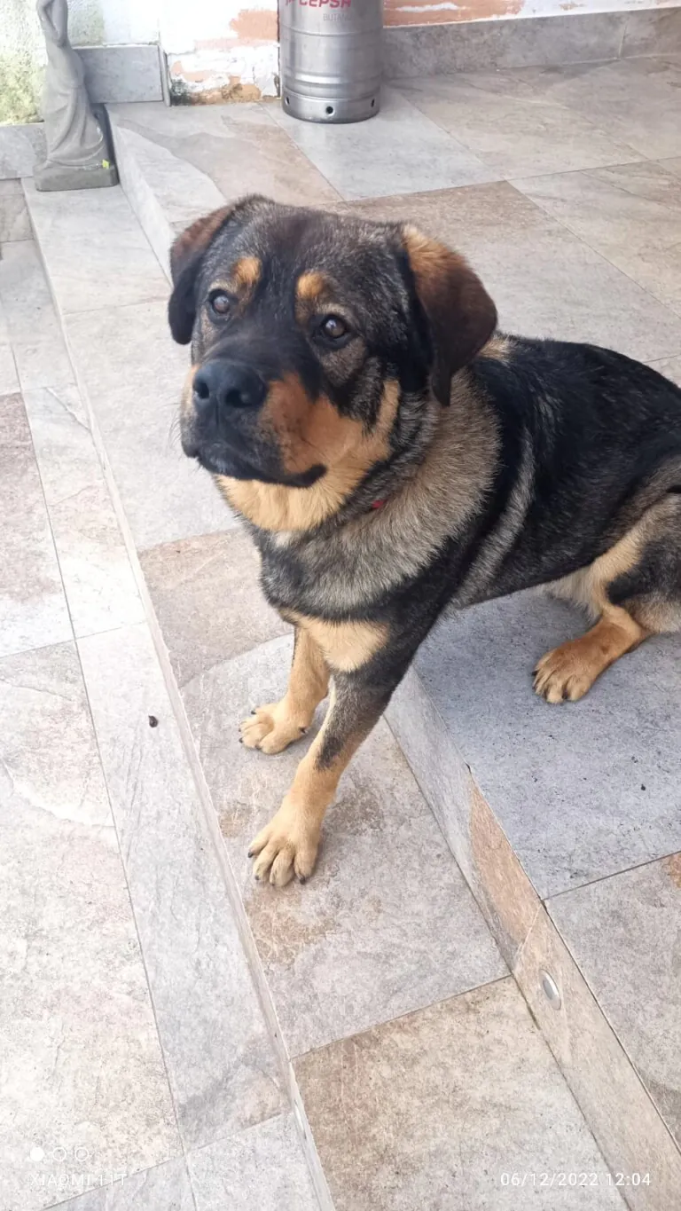 Cadiz Animal1 768x1365