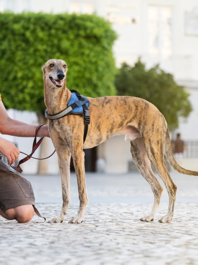 Cadiz Animal2 768x1024