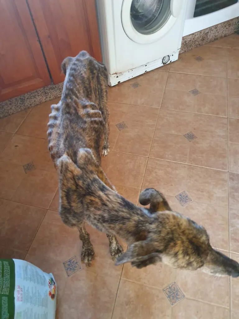 Cadiz Animal6 768x1024