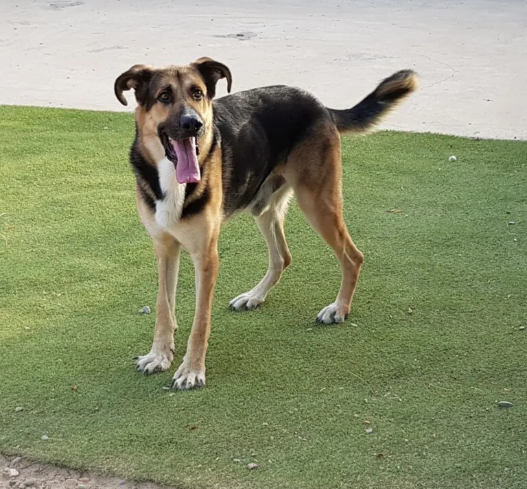 Can Canes Andaluces Rescue1 768x713