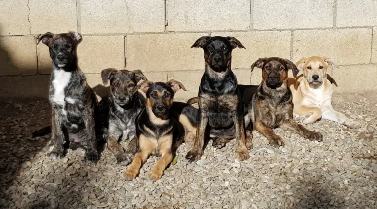 Can Canes Andaluces Rescue2 768x426