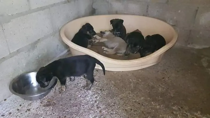 Can Canes Andaluces Rescue3