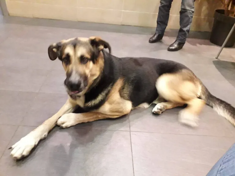 Can Canes Andaluces Rescue4 768x576