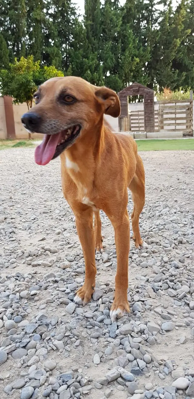 Can Canes Andaluces Rescue5