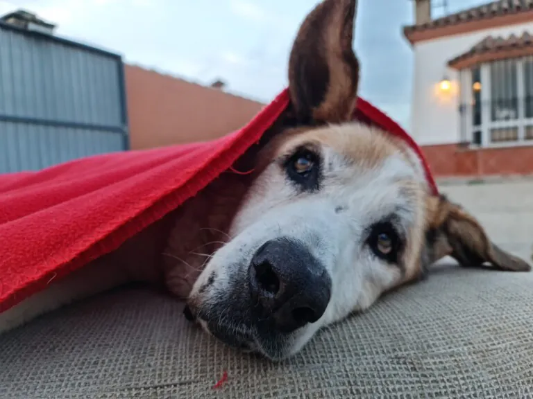 Canis y Felis1 768x576