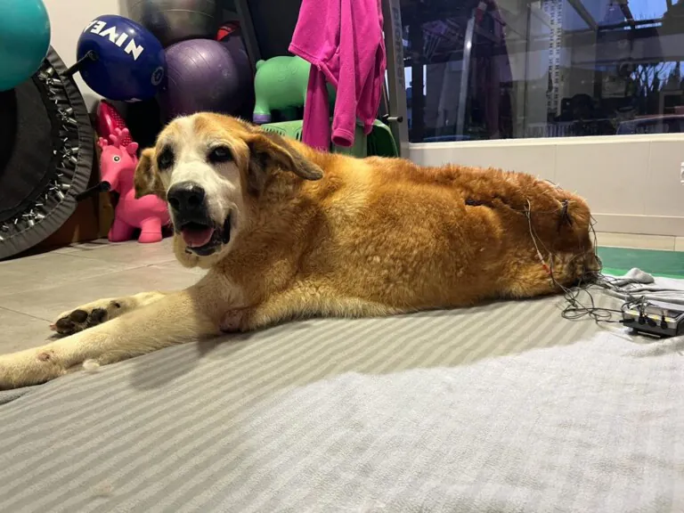 Canis y Felis2 768x576