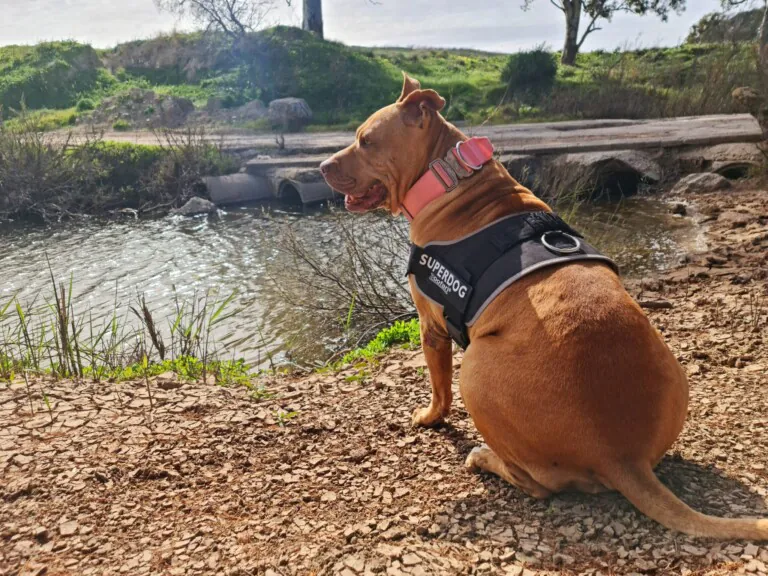 Canis y Felis3 768x576