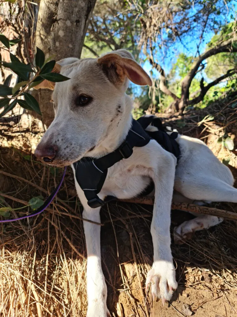 Canis y Felis5 768x1024