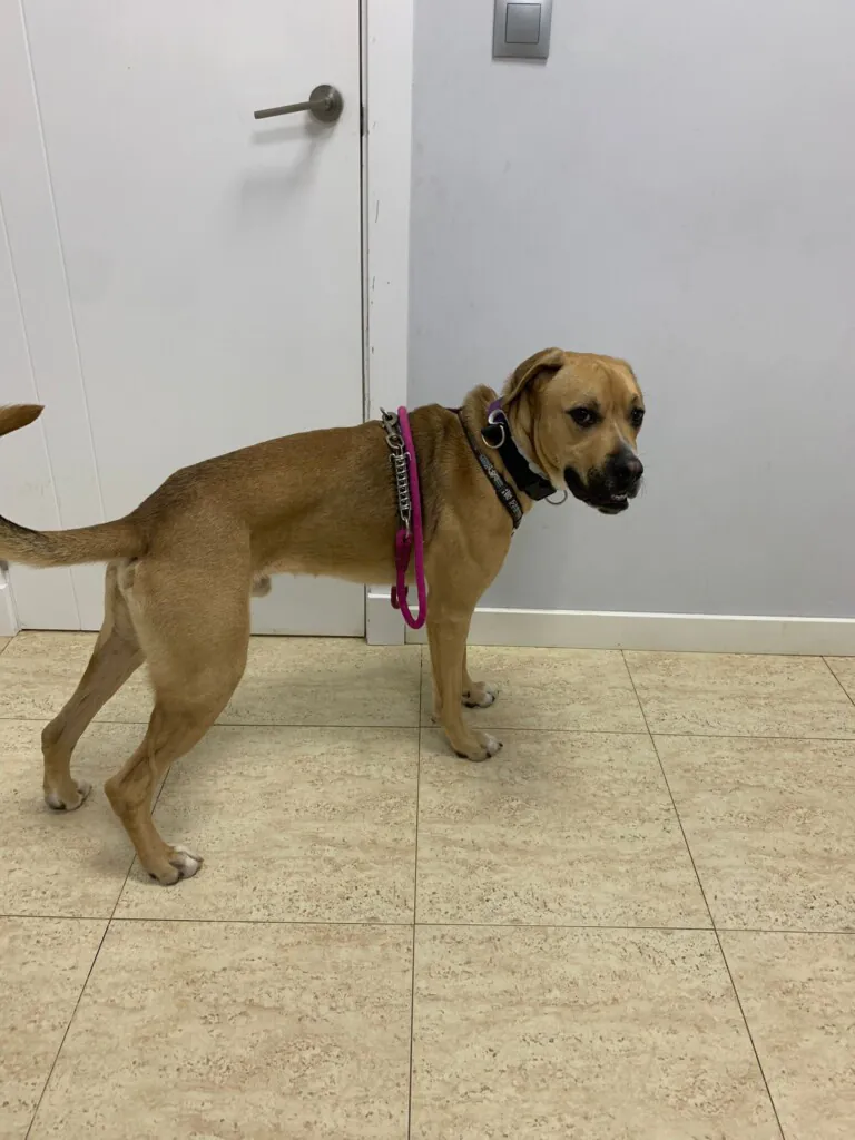 Canis y Felis6 768x1024