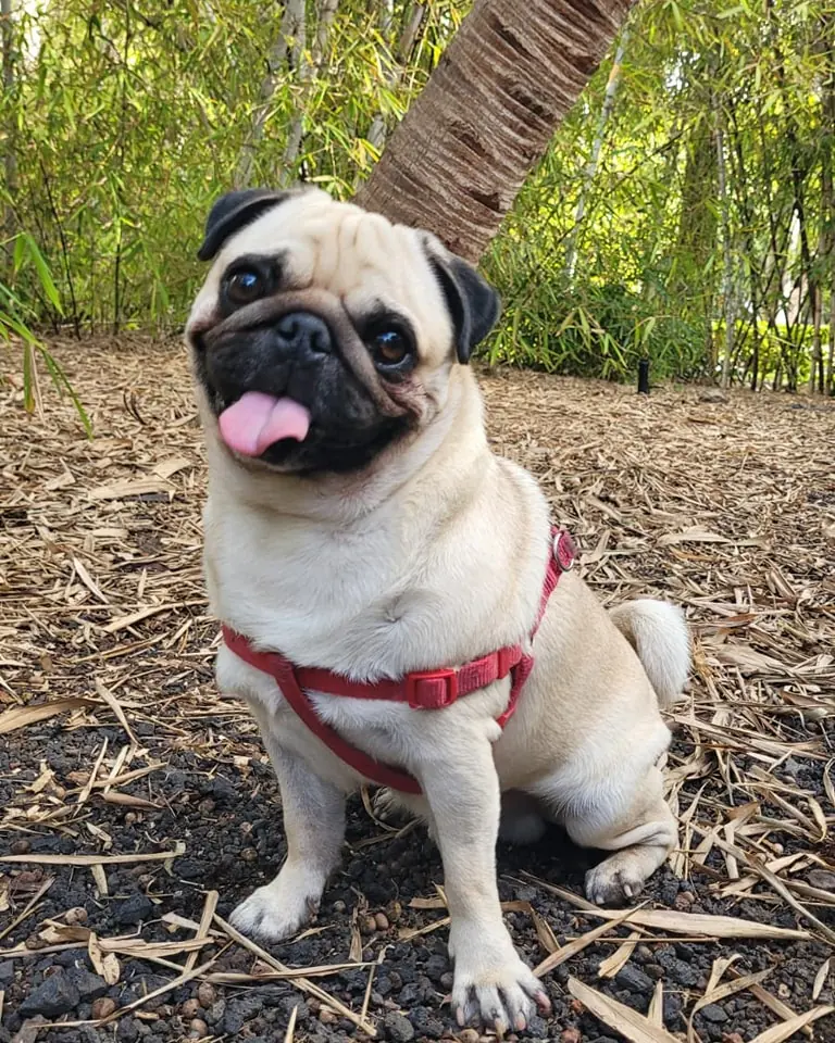 Carlinos Canarias Asociacion1