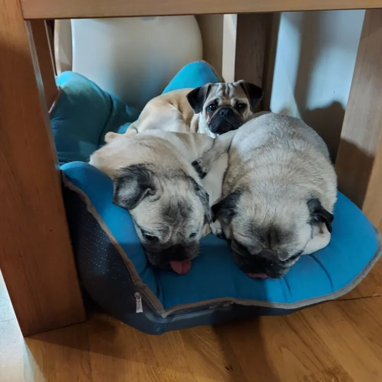 Carlinos Canarias Asociacion2 768x768