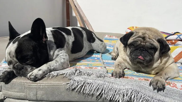 Carlinos Canarias Asociacion3 768x432